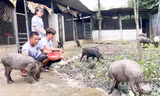 Mô hình nuôi lợn rừng của anh Khanh được nhiều đoàn viên thanh niên tham quan, học hỏi