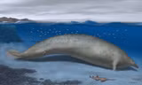 Tranh minh họa loài Perucetus colossus