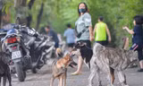 Người dân TP.HCM bất lực trước cảnh chó, mèo thả rông tung hoành