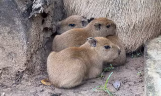 Thảo Cầm Viên Sài Gòn đón 3 capybara con đầu tiên ra đời, tên nghe đã thấy ngọt ngào
