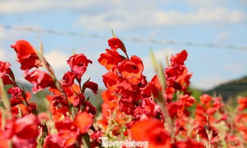 Nông dân 'nuốt nước mắt' cắt bỏ cả cánh đồng hoa lay ơn đang rực nở 