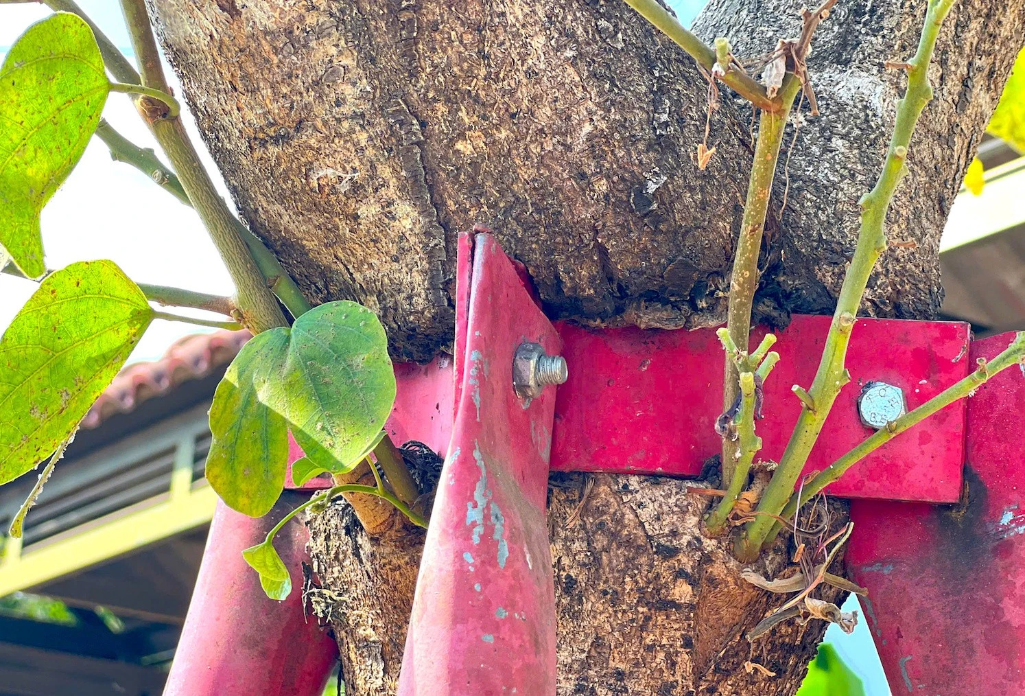 Cây Hoa Ban Trên Đường Lương Định Của Bị Cùm Sắt 'Siết Cổ', Người Dân Xót Xa