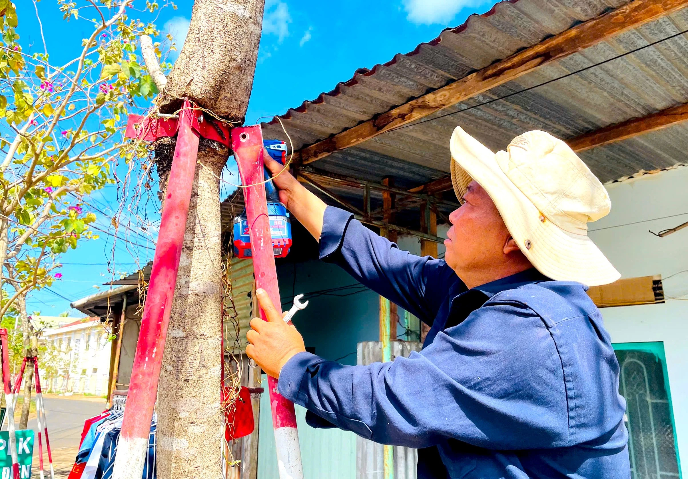 Gia Lai: Tháo dỡ 170 cùm sắt chống đổ trên cây hoa ban sau phản ánh báo chí