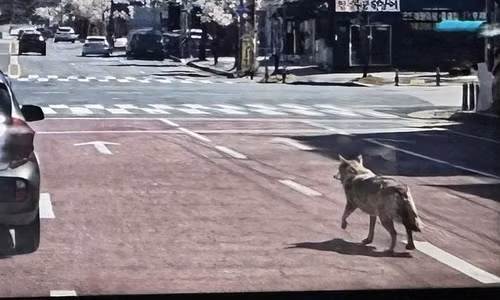 Cách AI khiến con sói Neukgu trở thành hiện tượng mạng