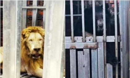 Thái Lan giải cứu gấu, sư tử bị nhốt trong sòng bạc ở biên giới Campuchia