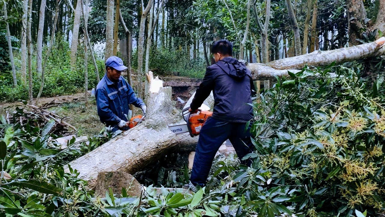 Sơn Tràng Văn Bàn: Những Người Lặng Lẽ Hạ Cây, Giữ Nhịp Sống Phố Núi
