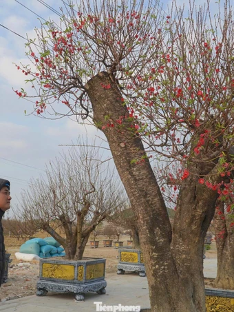Đào cổ thụ, bưởi Tết xuống phố