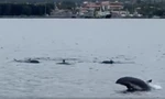 Hàng trăm con cá heo nhào lộn trong vịnh Cam Ranh - Khánh Hòa