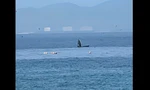 Cá voi săn mồi lại xuất hiện trong vịnh Nha Trang