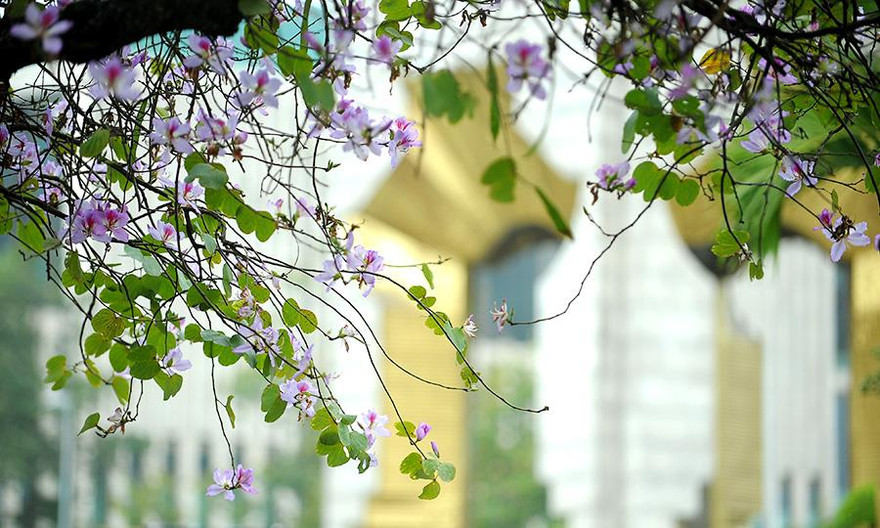 Sắc Ban tô điểm Đài tưởng niệm anh hùng liệt sĩ đường Bắc Sơn