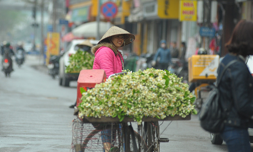 Hoa bưởi dịu dàng về trên phố ngày xuân