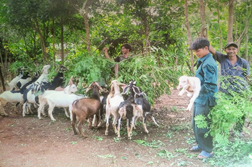 Nhiều mô hình dự án xóa đói giảm nghèo bền vững ở Tây Nguyên