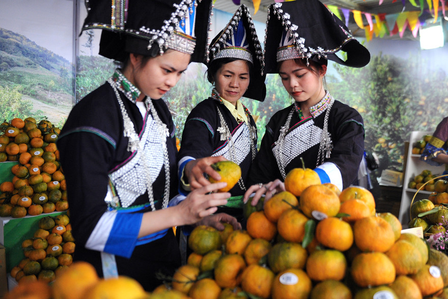 Tuần lễ quýt ngọt biên giới Mường Khương tại Hà Nội