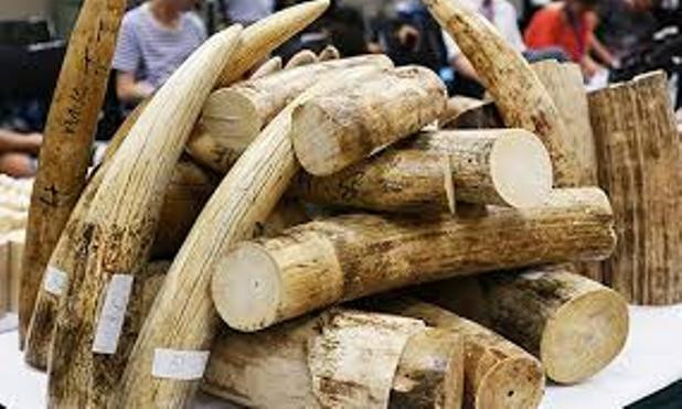 Ngà voi. Ảnh minh họa