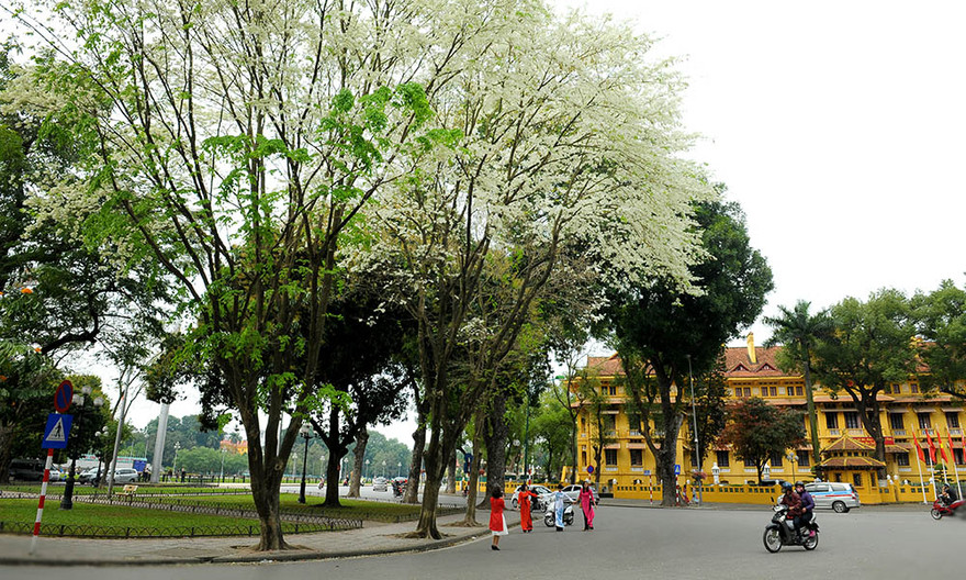 Hoa sưa nhuộm trắng Hà Nội