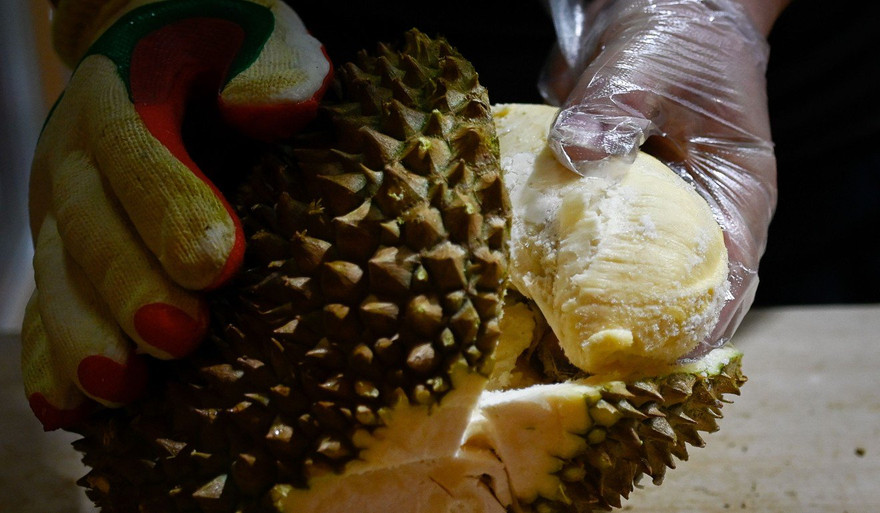 Đừng ăn sầu riêng trước khi lái xe nếu không muốn gặp rắc rối