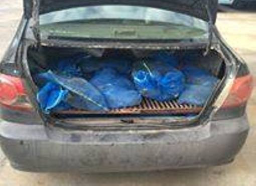 Hai mươi cá thể kỳ đà được đựng trong các túi lưới.