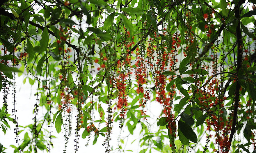 Tháng Tư, lung linh mùa lộc vừng Hồ Hoàn Kiếm nở hoa