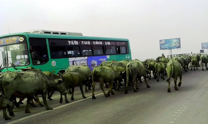 Đàn trâu dàn hàng ngang gây ảnh hưởng tới các phương tiện tham gia giao thông