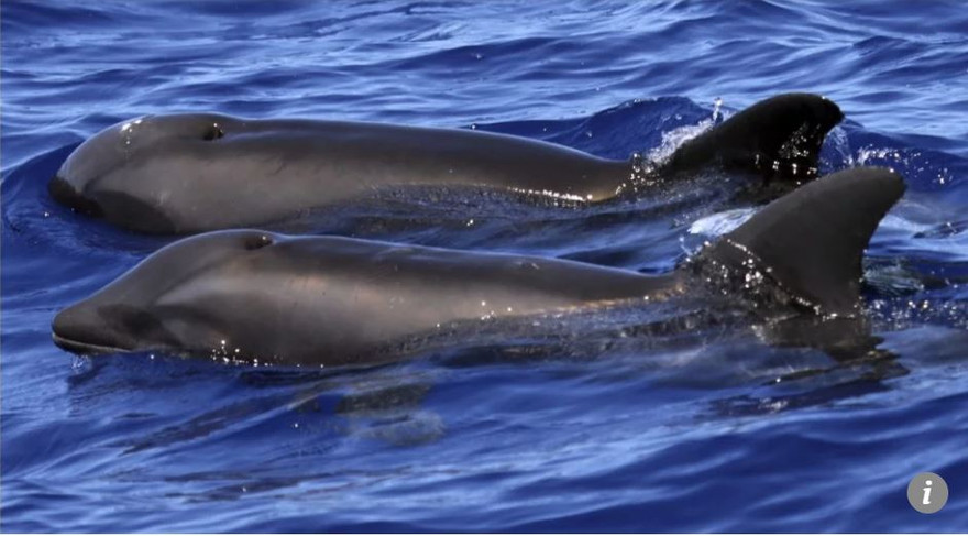 Tìm thấy quái ngư “voi lai heo”