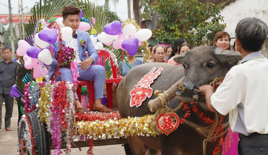 Cặp đôi xứ Thanh rước dâu bằng xe trâu thu hút cộng đồng mạng