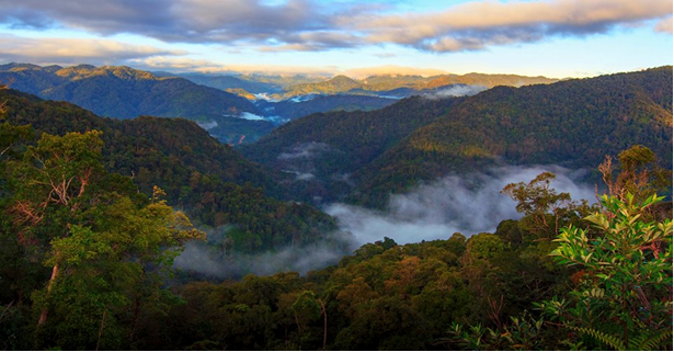 Rừng Tây Giang. Ảnh: Cổng thông tin huỵện Tây Giang.