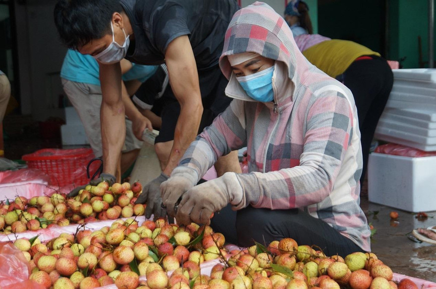Đóng gói vải thiều xuất khẩu tại đất vải Lục Ngạn (Bắc Giang).