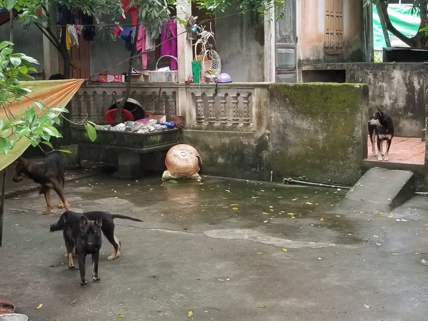 4 trong số những con chó đã cắn cháu bé tử vong.