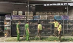 Tạm giữ hơn 1.900 con chim cảnh vì 'không có hồ sơ hợp pháp'