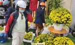 Hoa cúc bán Tết nở sớm bị thương lái ép giá, người dân vào cuộc hỗ trợ