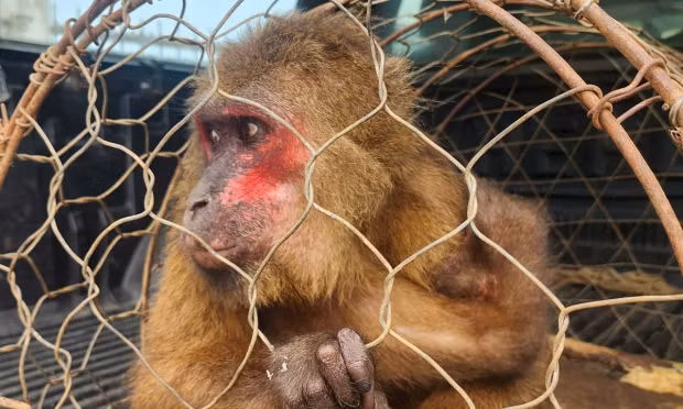 Cứu hộ, tái thả cá thể khỉ mặt đỏ quý hiếm về tự nhiên