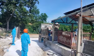Phú Thọ: Dịch tả lợn châu Phi lan rộng, phát hiện nhiều vụ vứt xác lợn ra môi trường