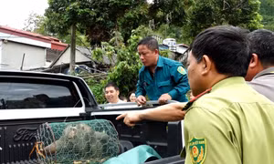 Vây bắt thành công khỉ đuôi lợn xuất hiện trong khu dân cư ở Sơn La