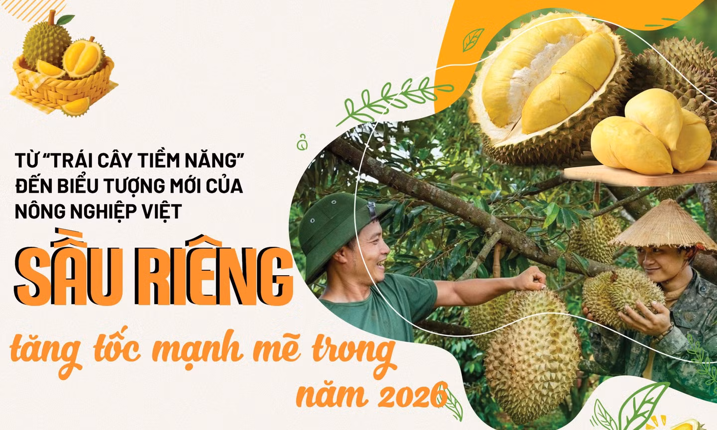 Sầu riêng Việt Nam đang chuyển từ 'tăng trưởng nóng' sang 'tăng trưởng chất lượng'