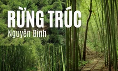 “Mở khóa” rừng trúc xanh mướt tại Cao Bằng đẹp như phim, không kém gì Nhật Bản