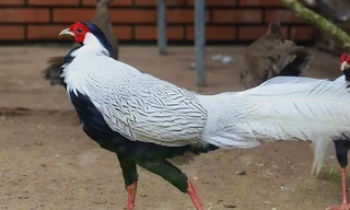 Bí mật mùa sinh sản của loài gà lôi trắng ở Thảo Cầm Viên
