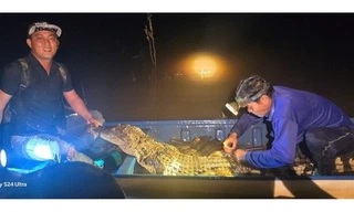 Hốt hoảng khi cá sấu dài 2m dính lưới ở Tây Ninh