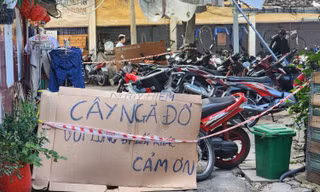 Cây cao 20m bật gốc sau giông lốc, uy hiếp hàng chục hộ dân Thanh Đa