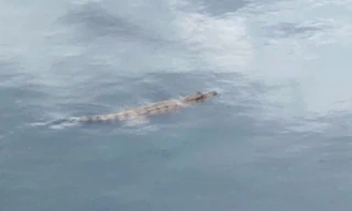 Đã bắt được cá sấu dưới kênh ở TPHCM