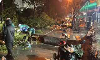 Cây xanh bật gốc đè trúng hai bà cháu ở TPHCM