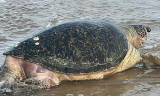 CLIP: Cụ rùa 50 tuổi lụy vào bờ Mũi Né, ngư dân làm lễ an táng trang trọng