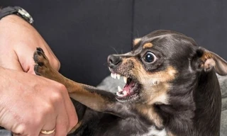 Tử vong sau khi bị chó nhà liếm vào vết thương