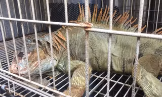 Phát hiện 75 con rồng Nam Mỹ ở TPHCM