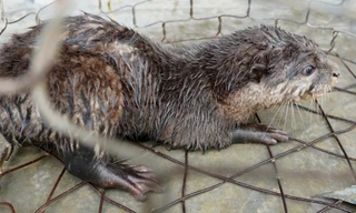 Đi đánh cá, bất ngờ bắt được loài trong Sách Đỏ Việt Nam