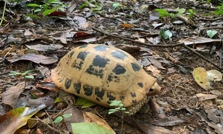 Rùa núi vàng quý hiếm được phát hiện tại Côn Đảo