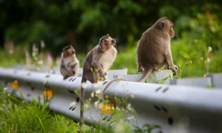 Ngắm khỉ tràn ra đường ở Côn Đảo