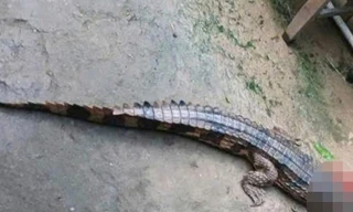 Tây Ninh: Cá sấu xổng chuồng cắn 1 người bị thương