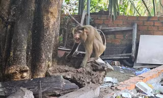Khỉ hoang xuất hiện ở khu dân cư, tấn công người phụ nữ tại quán ăn