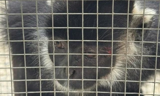 Con vật quý hiếm liên tiếp tấn công người dân ở Quảng Trị đã bị bắt giữ