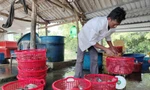 Ca Mau: Kehidupan masyarakat etnis minoritas perlahan bangkit dari kemiskinan